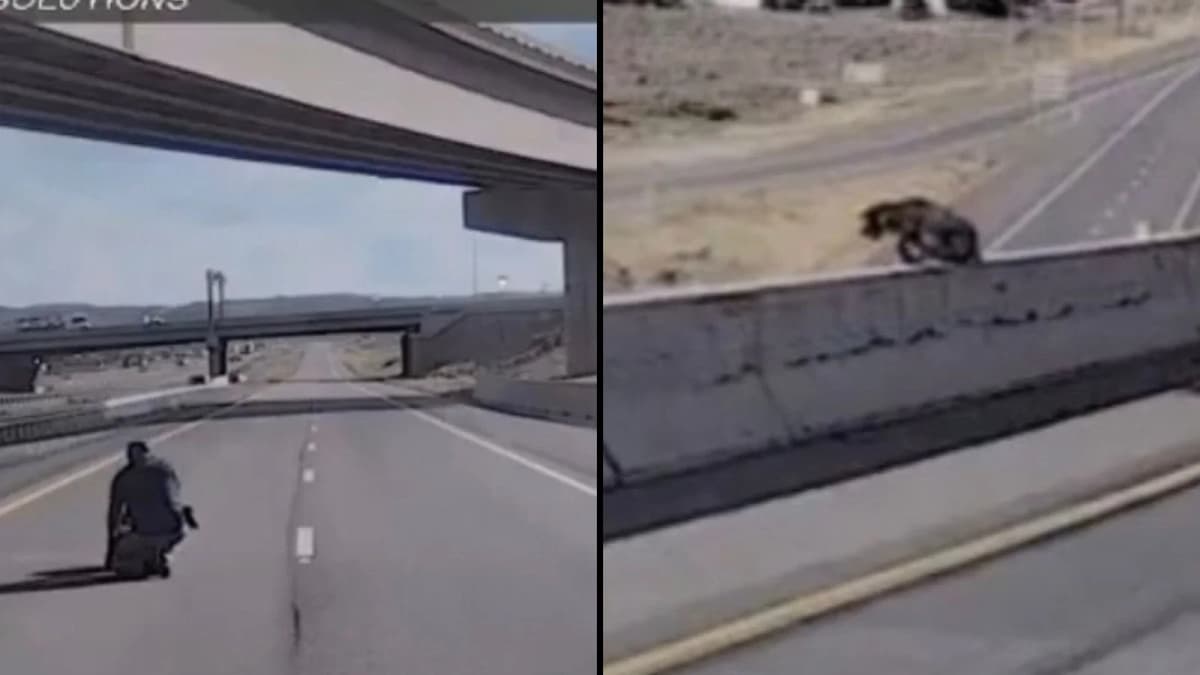 מסירות נפש פרוותית: כלב משטרתי קפץ מגשר במהלך משימה מבצעית