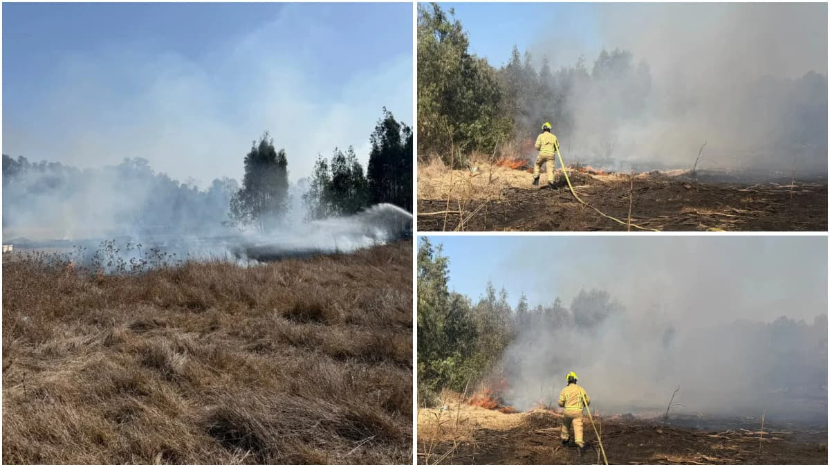 שריפת קוצים בחורשת אקליפטוסים סמוך לצומת חדרה - לוחמי האש במאבק עם הרוח