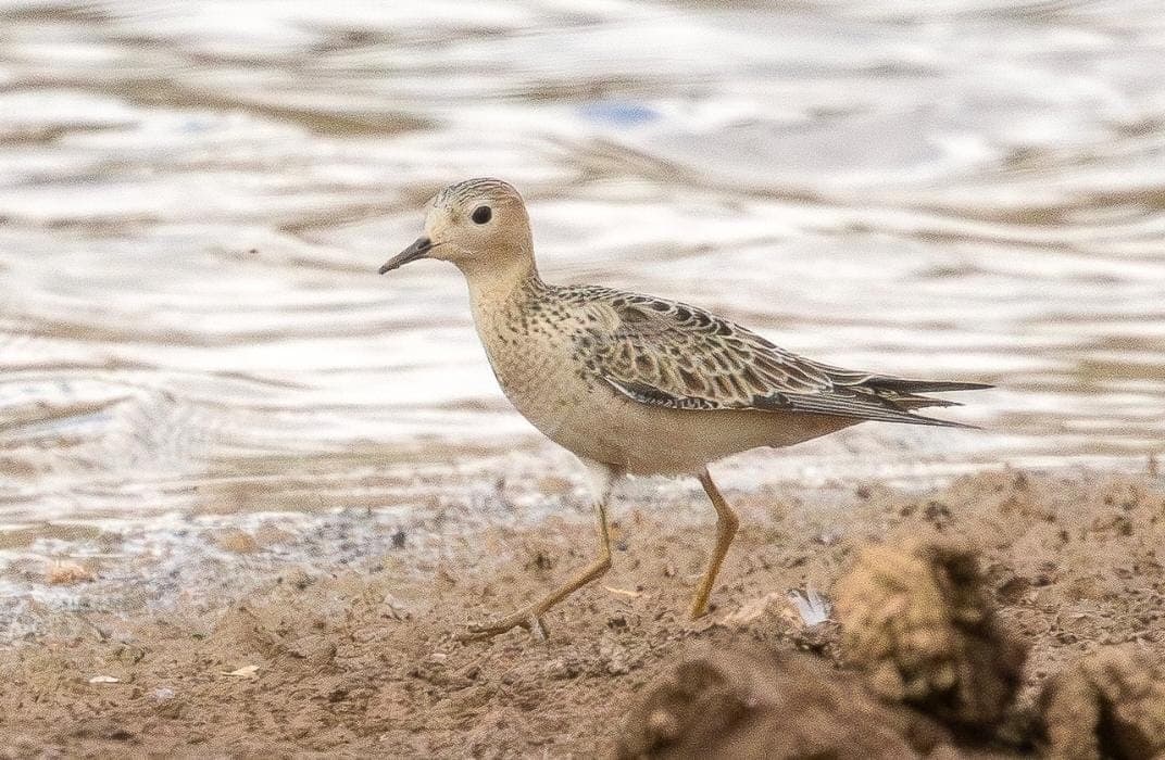 Rare Bird Spotted in Israel for Second Time Ever