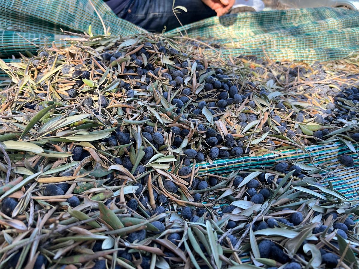The worst deal I make every year for the oldest harvest in the land