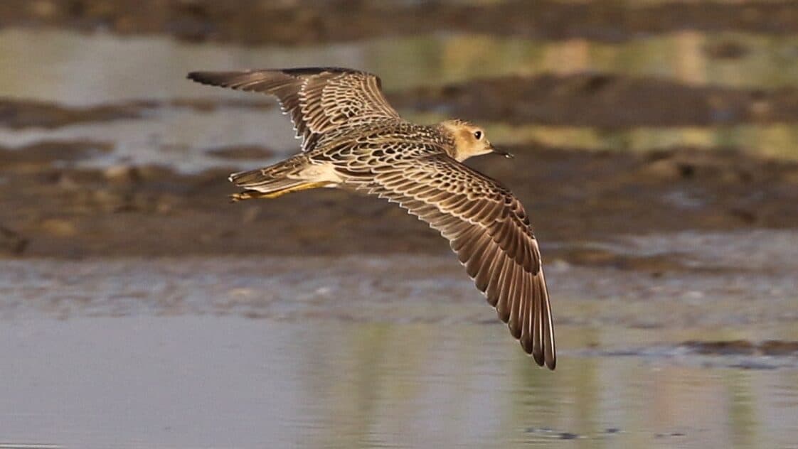 Wrong Turn? Rare American Bird Makes Surprise Appearance in Israel’s Negev
