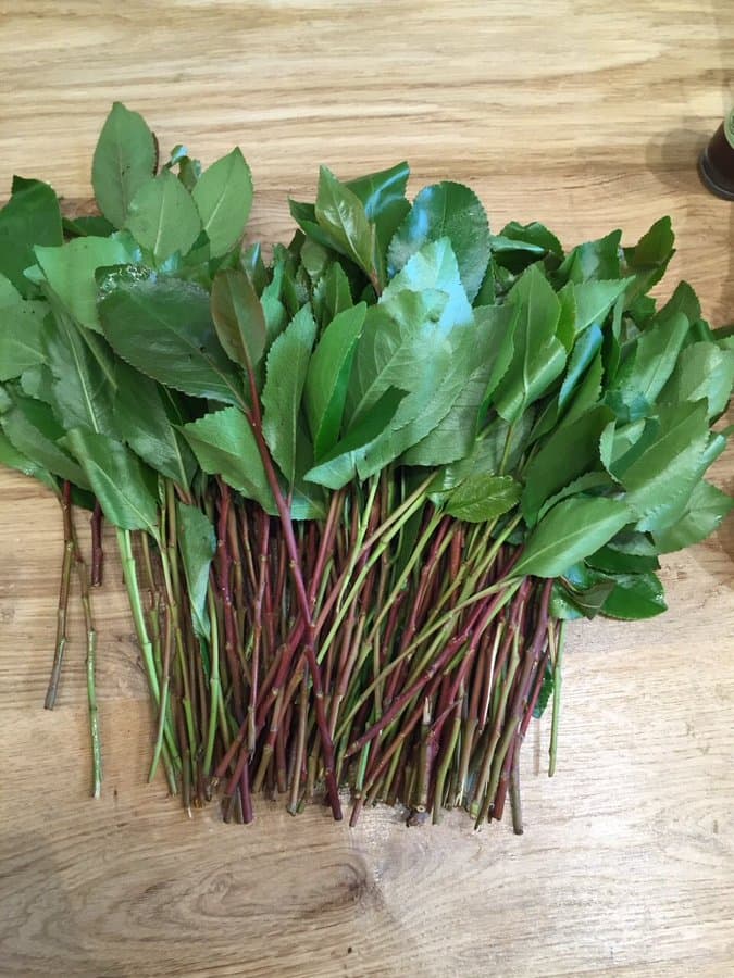 2 Israeli Charedi Women Released on Bail in Poland After Allegedly Smuggling 100 Kg of Khat