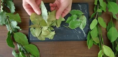 Целебные свойства лаврового листа, о которых мало кто знает