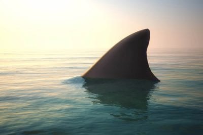 Акулы вели "блог" о жизни под водой (ВИДЕО)