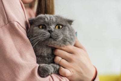 Кошки подают хозяевам знак о принятии семьи - ответ ветеринаров