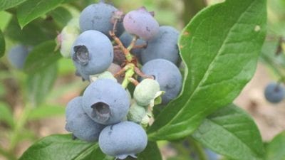 Как выбрать самую свежую голубику и не купить испорченную