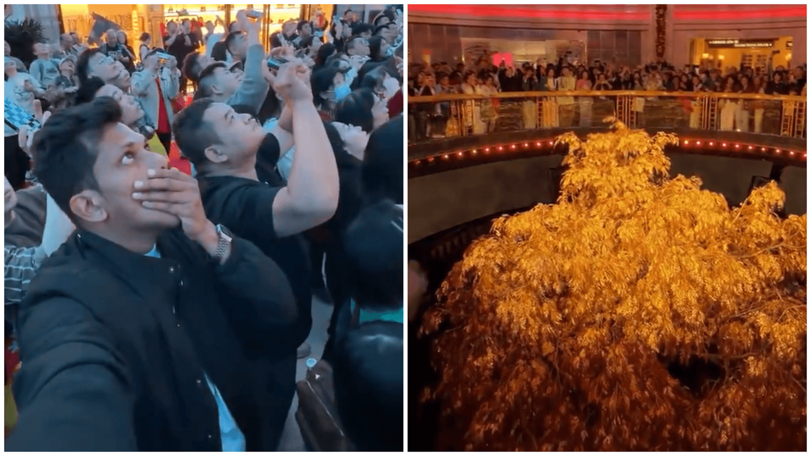 התפרצות הזהב: היצור בשווי 256 מיליון דולר שיוצא מהאדמה