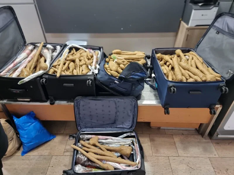 אוצר בוטני: 300 שתילים מיסתוריים נתפסו אצל רופא שחזר מחו״ל
