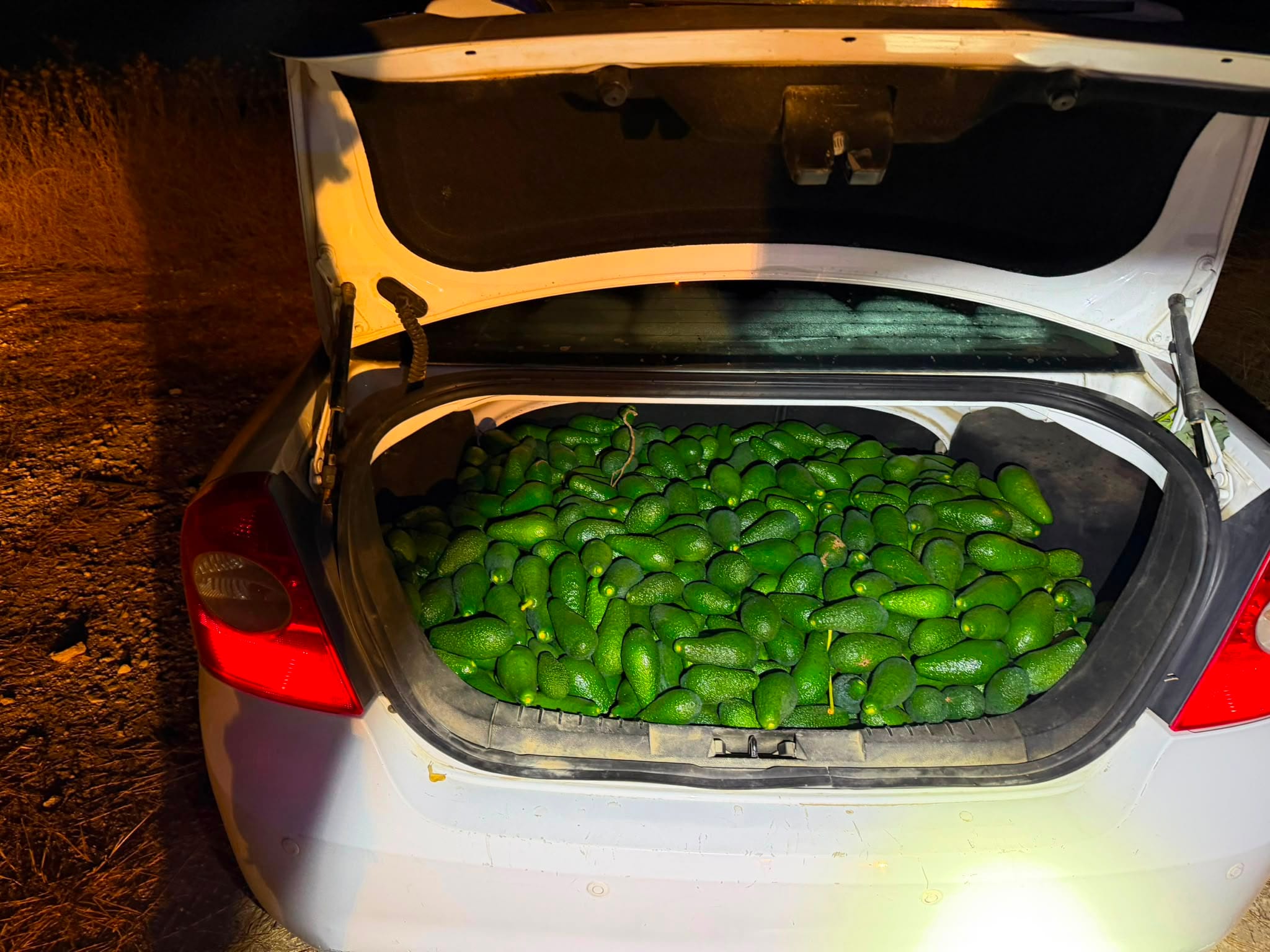 Border Police Seize 162 Kilograms of Stolen Avocados Near Yesodot Settlement