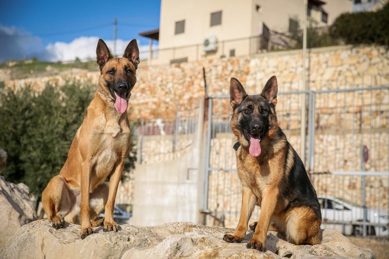 Court Orders Over $8,000 in Damages After Belgian Shepherd Kills Yorkshire Terrier