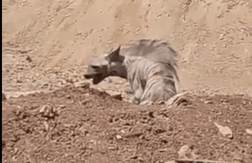 Palestinians Stone Striped Hyena to Death Near West Bank Settlement | GRAPHIC