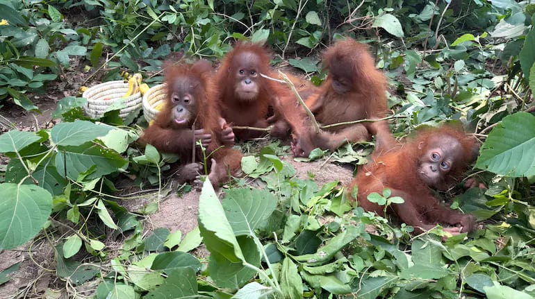 Five Young Orangutans Found in Indian Forest, Thousands of Miles From Natural Habitat