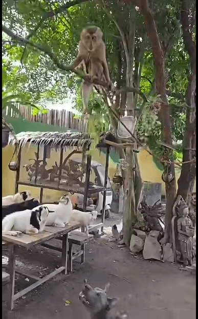 Thailand Moves to Expel French Zoo Owner Who Banned Israelis, Days After Expelling His Israeli Rival