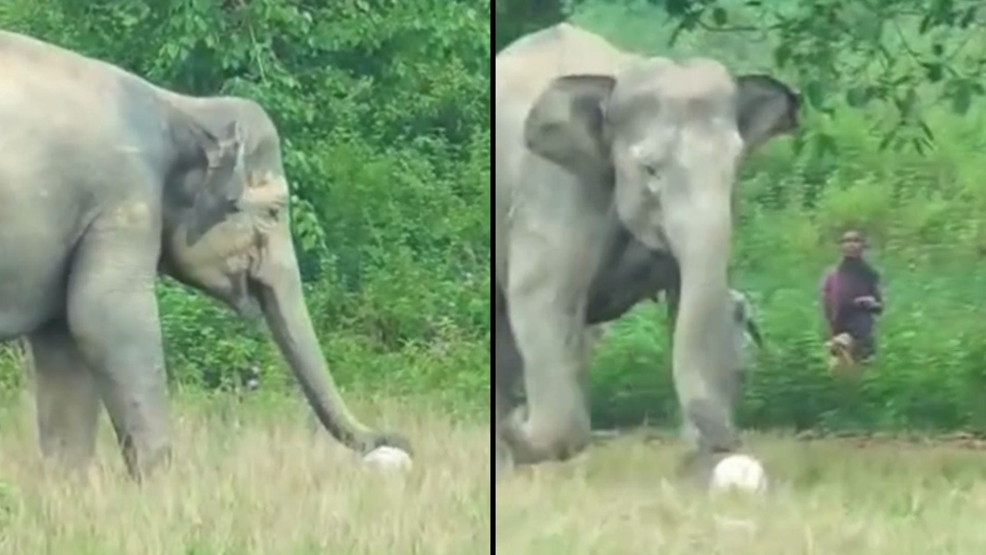 Elephant Displays Surprising Soccer Skills in Viral Footage