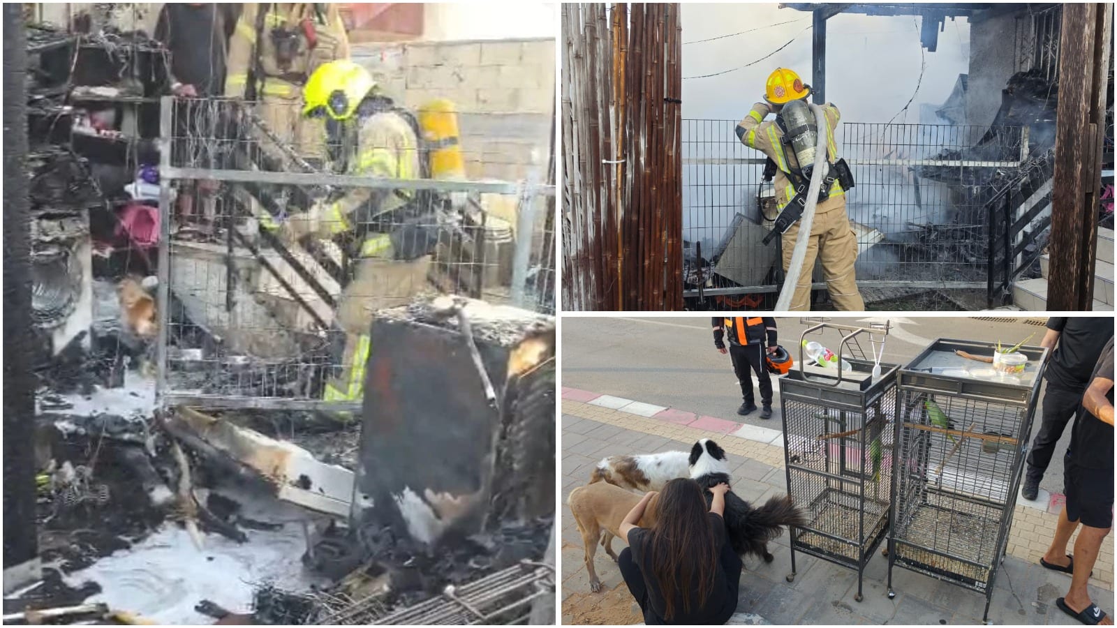 Four Dogs and Two Parrots Rescued From House Fire in Hadera