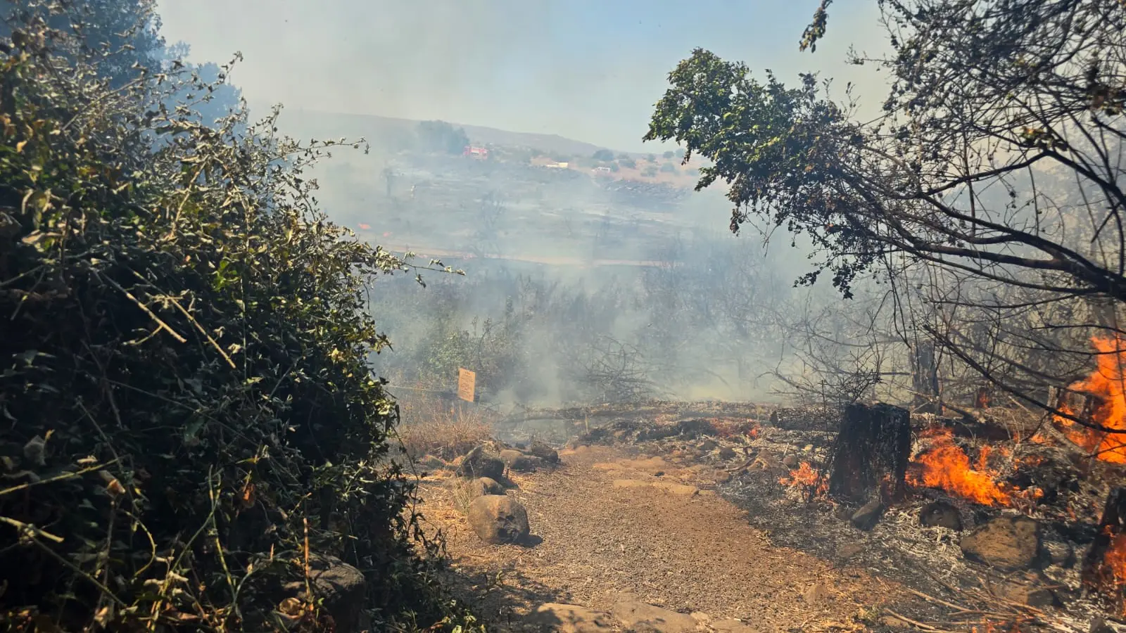 שריפה משתוללת בגליל: המבקרים פונו משמורת הטבע תל דן