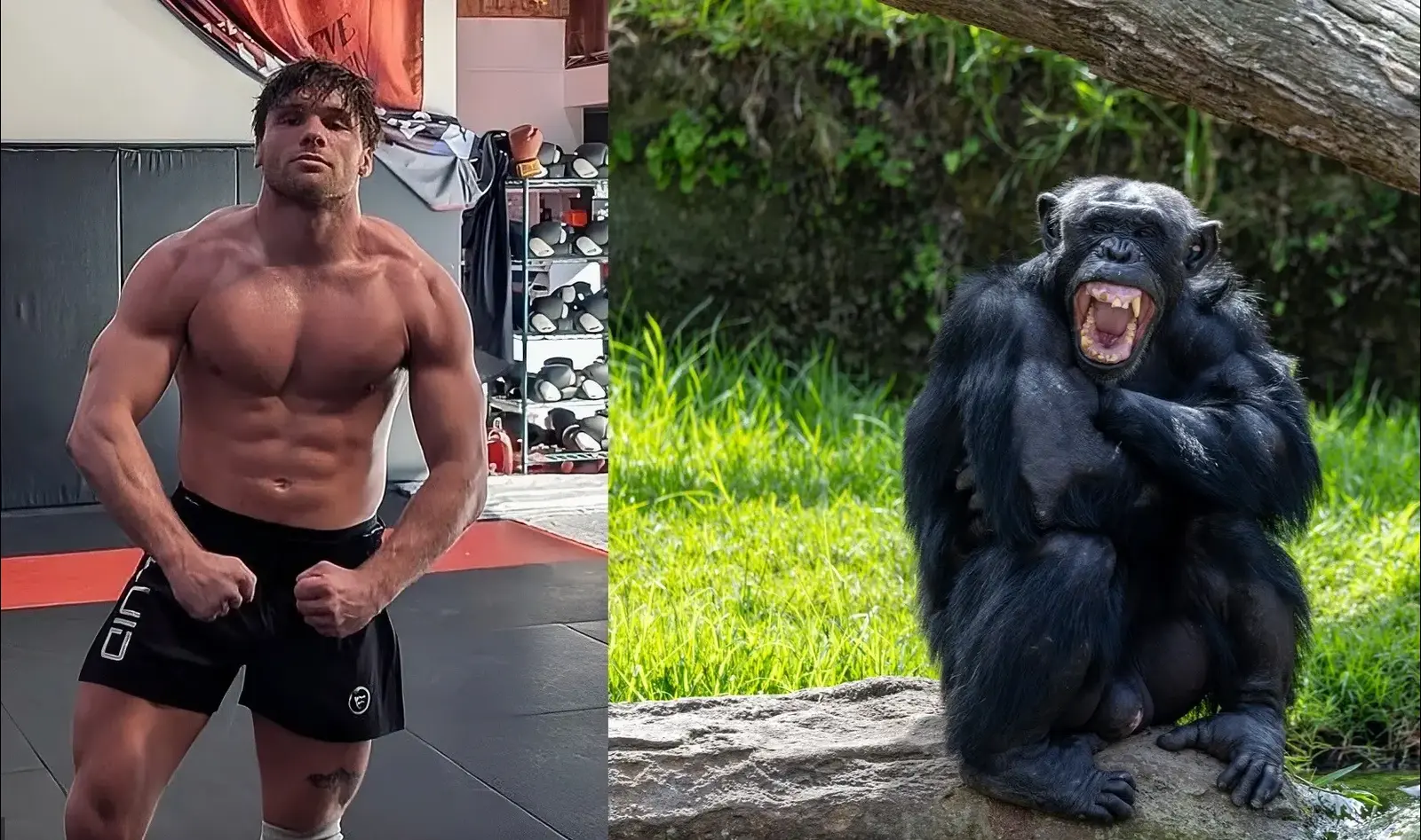לוחם MMA מתכנן להילחם בשימפנזה - והמומחים מזהירים מאסון
