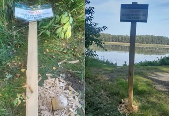 В Польше бобры уничтожили предупреждающую табличку
