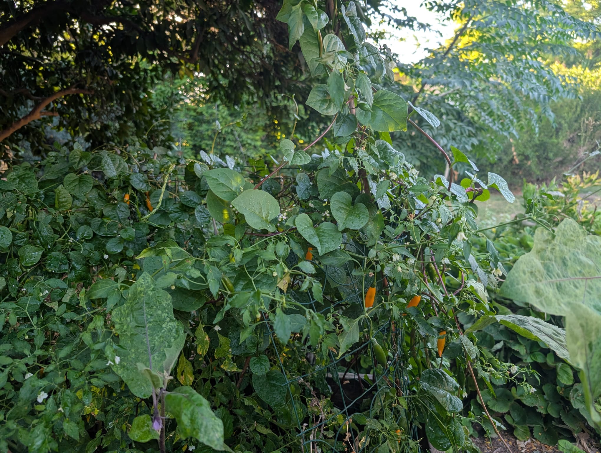Lessons from my garden