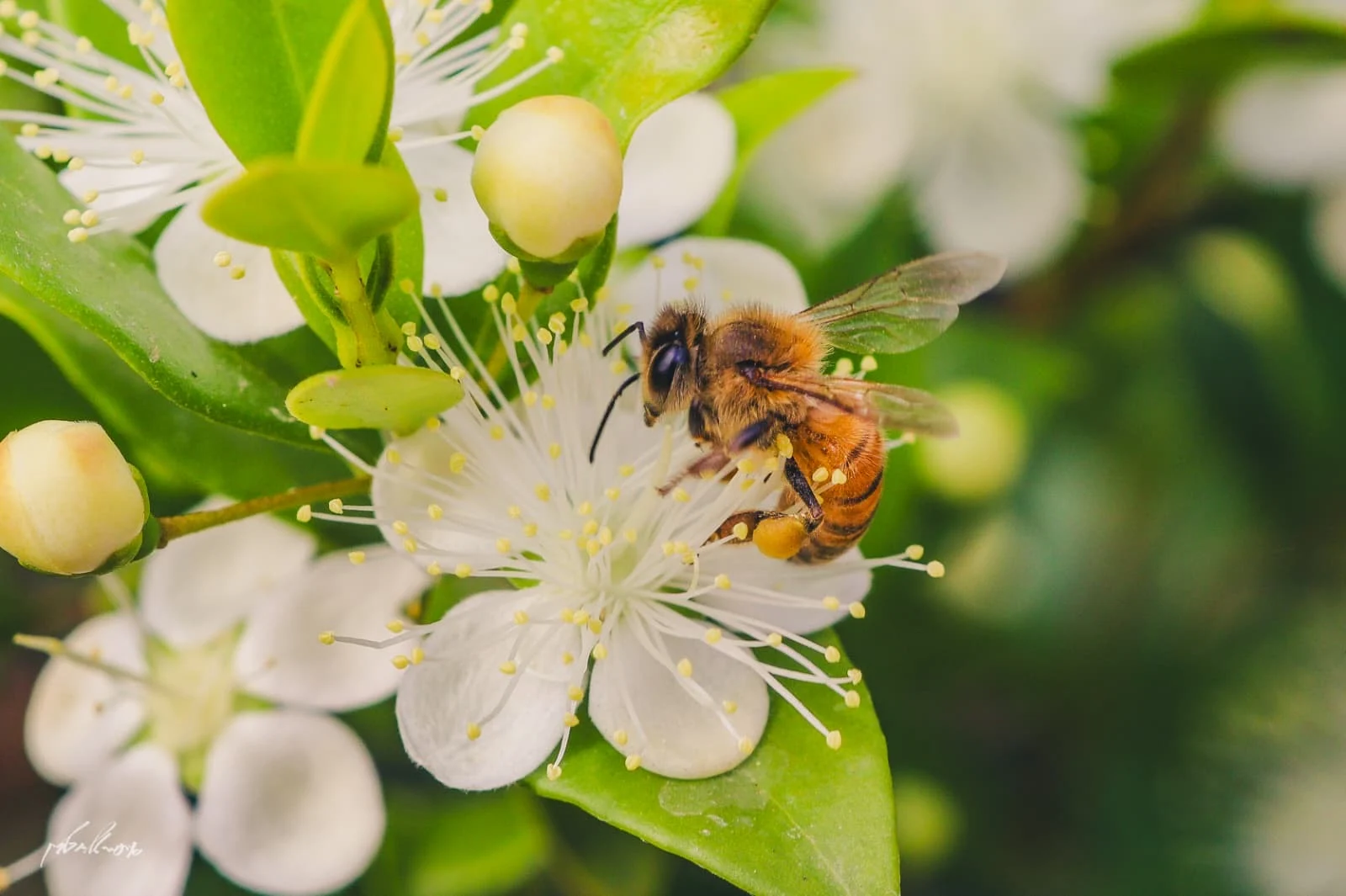 The four species as a symbol of unity in Israel