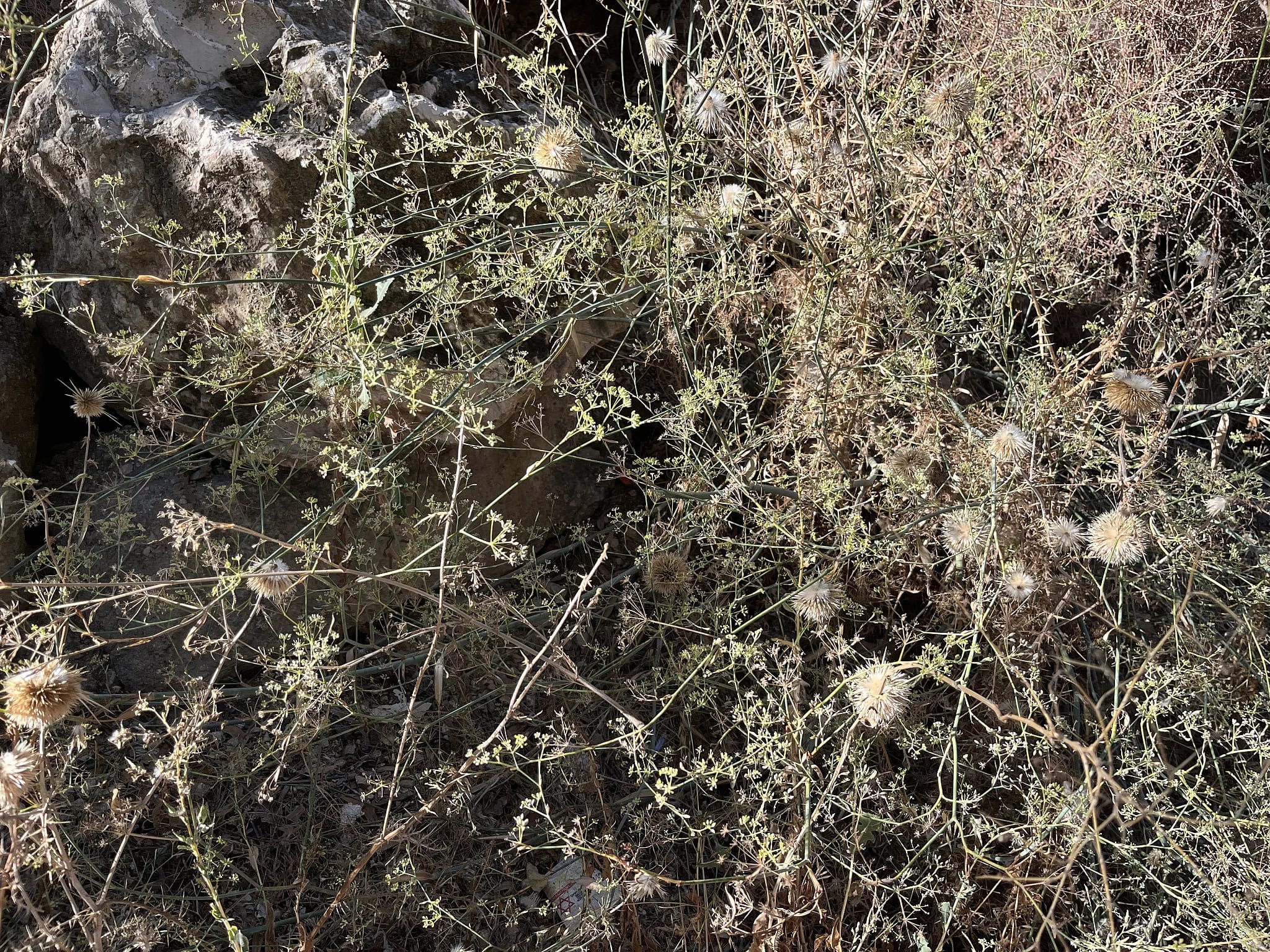 A Thorny Situation