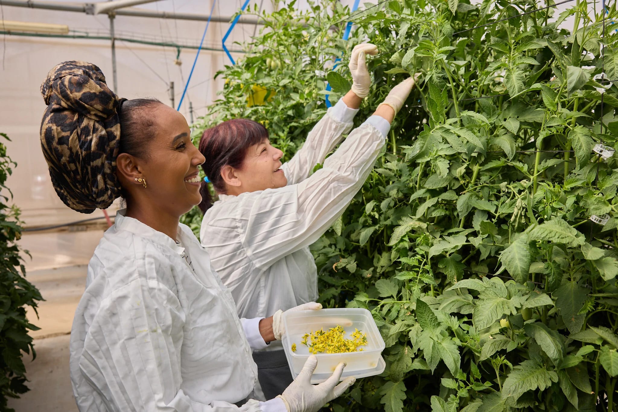 Tomato tomorrow: The Israeli lab creating the veggies of the future