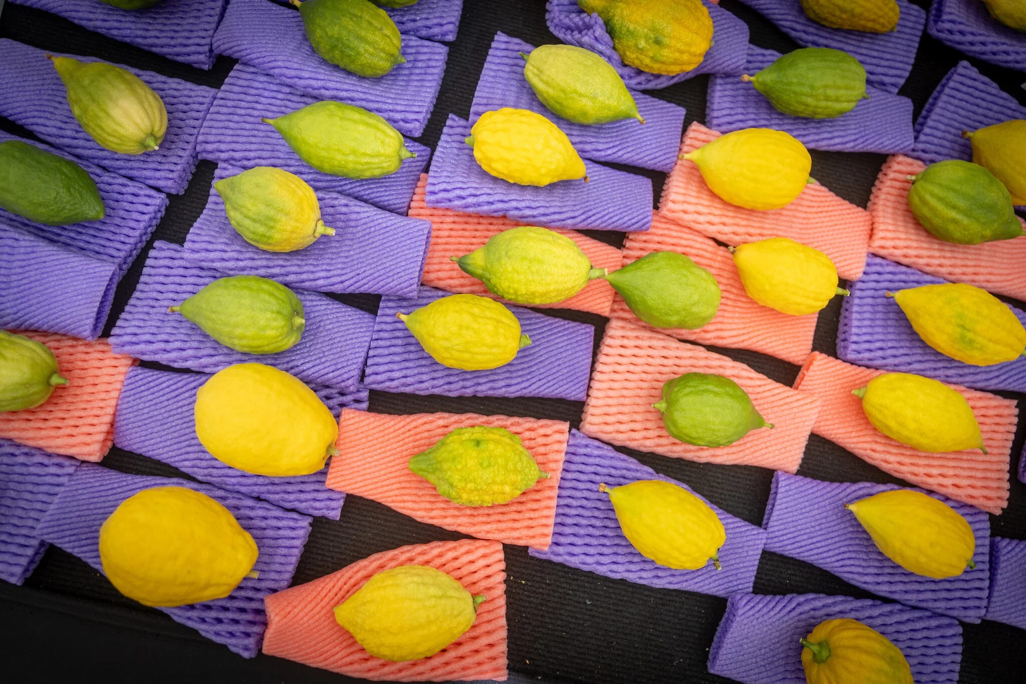 America’s only major etrog grower is in survival mode as global competition heats up