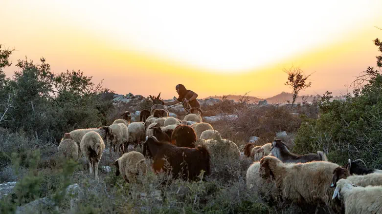 התשובה לתוכנית ערפאת: הכירו את הגוש החדש שמשנה את המציאות בשומרון