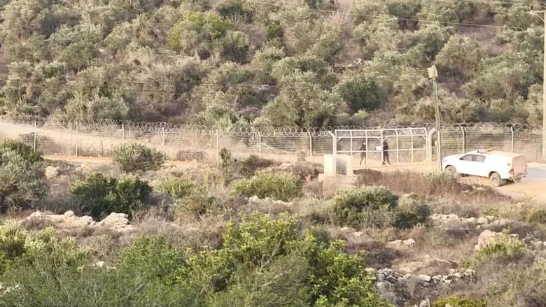 זעם באיתמר: צה"ל מאפשר מסיק זיתים סמוך לגדר