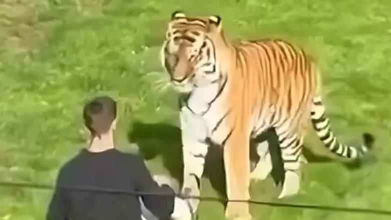 Man killed in tiger attack at UK wildlife park