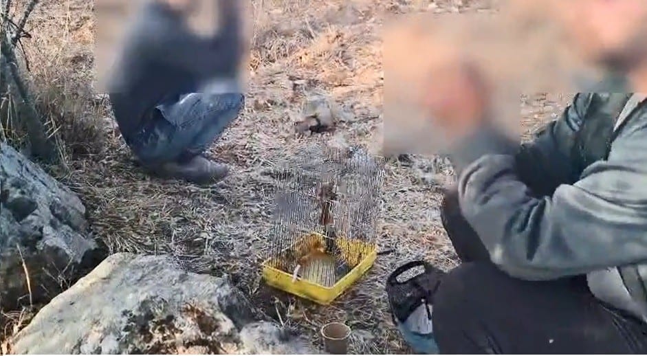 5 שקלים לציפור: תעשיית הציד שמחסלת אלפי ציפורי שיר נודדות