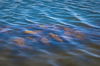 Необычный запрет минздрава — что нашли в море