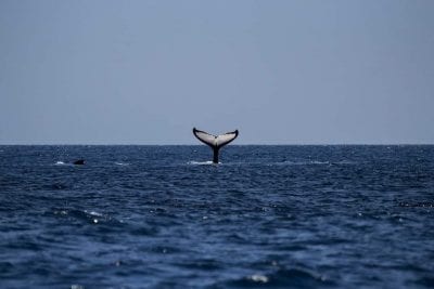 В Аравийском море нашли уникальных горбатых китов