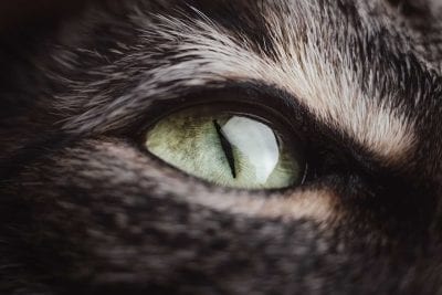 Сколько коты помнят людей: ученые развенчали популярный миф