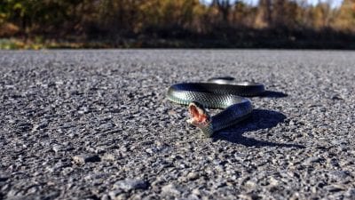Спасатели бросили трубку: история спасения туристки от укуса змеи