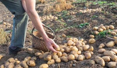 Сколько можно хранить запеченный картофель в холодильнике