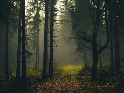 Тихий ужас леса – парень лишился слуха из-за пения насекомых
