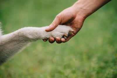 Почему кошки живут дольше собак и при чем здесь эволюция