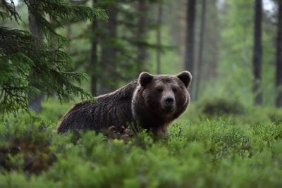 Забыл про реальность: медведь едва не загрыз туриста на трассе (ВИДЕО)