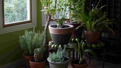 Семь комнатных растений, которые не советуют выращивать дома