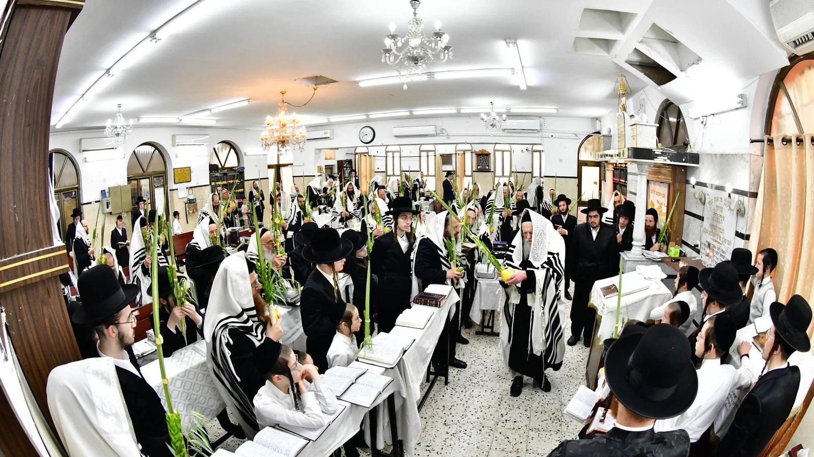 ניגונים ואתרוג ענק | מראות הוד מעבודת הנענועים של האדמו"ר ממודז'יץ