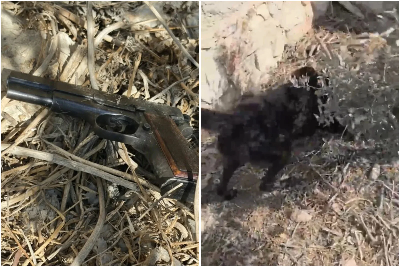 הכלב סימן "נקודה חשודה" והנשק שהוסלק באדמה - אותר | צפו