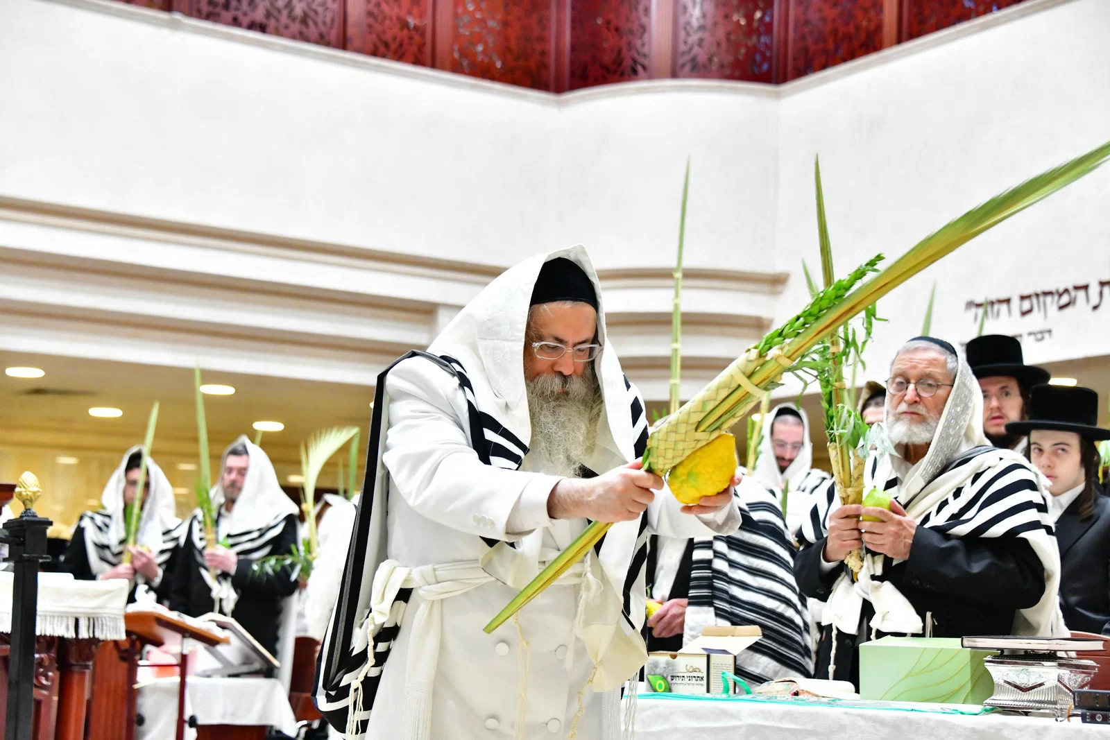 בבגדי לבן | האדמו"ר מטולנא בעבודת הנענועים בהושענא רבה