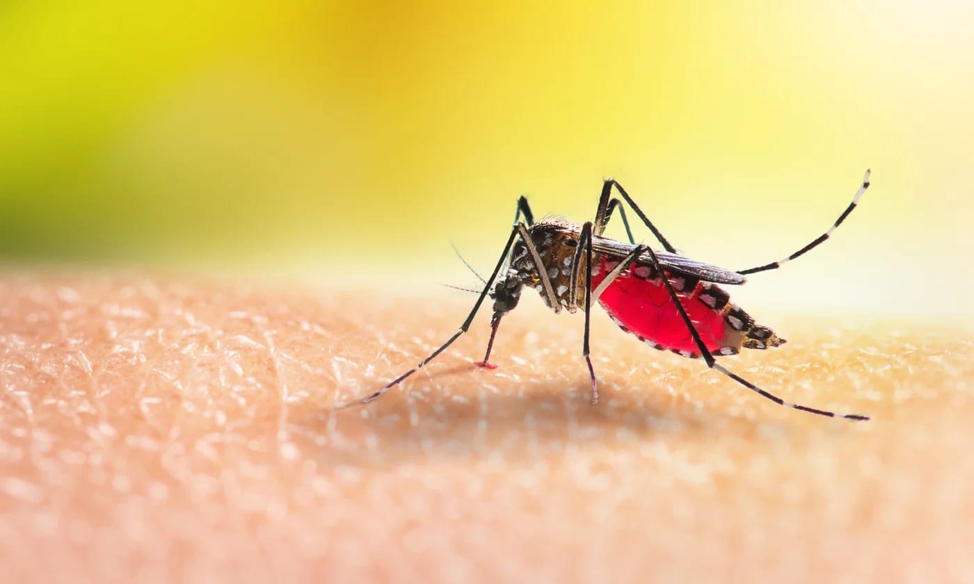 Man Dies From West Nile Fever; Infected Mosquitoes Found in Tel Aviv, Central Israel