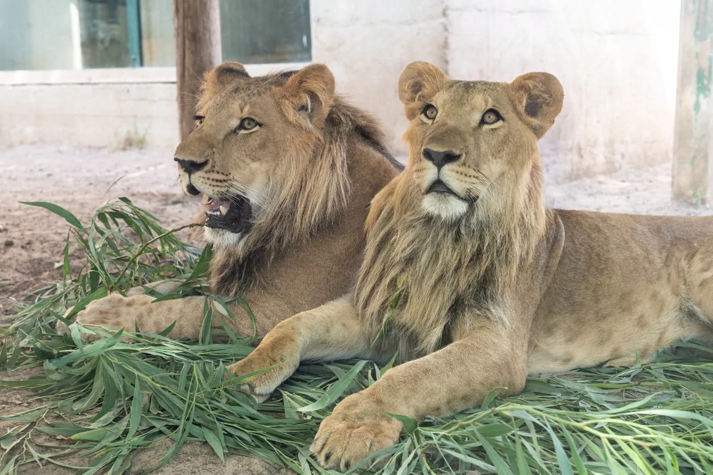 From Israel to South Africa: Smuggled Lion Cubs Find New Home in Conservation Refuge