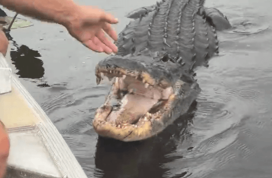 Florida Tour Guide Sparks Outcry After Touching Wild Alligator on Camera