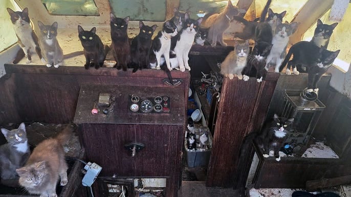 Police Rescue 60 Cats from Abandoned Sailboat in Six-Day Operation