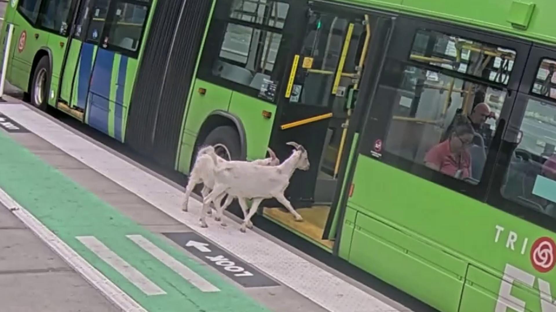 Two Runaway Goats Board Portland Bus, Briefly Join Morning Commute