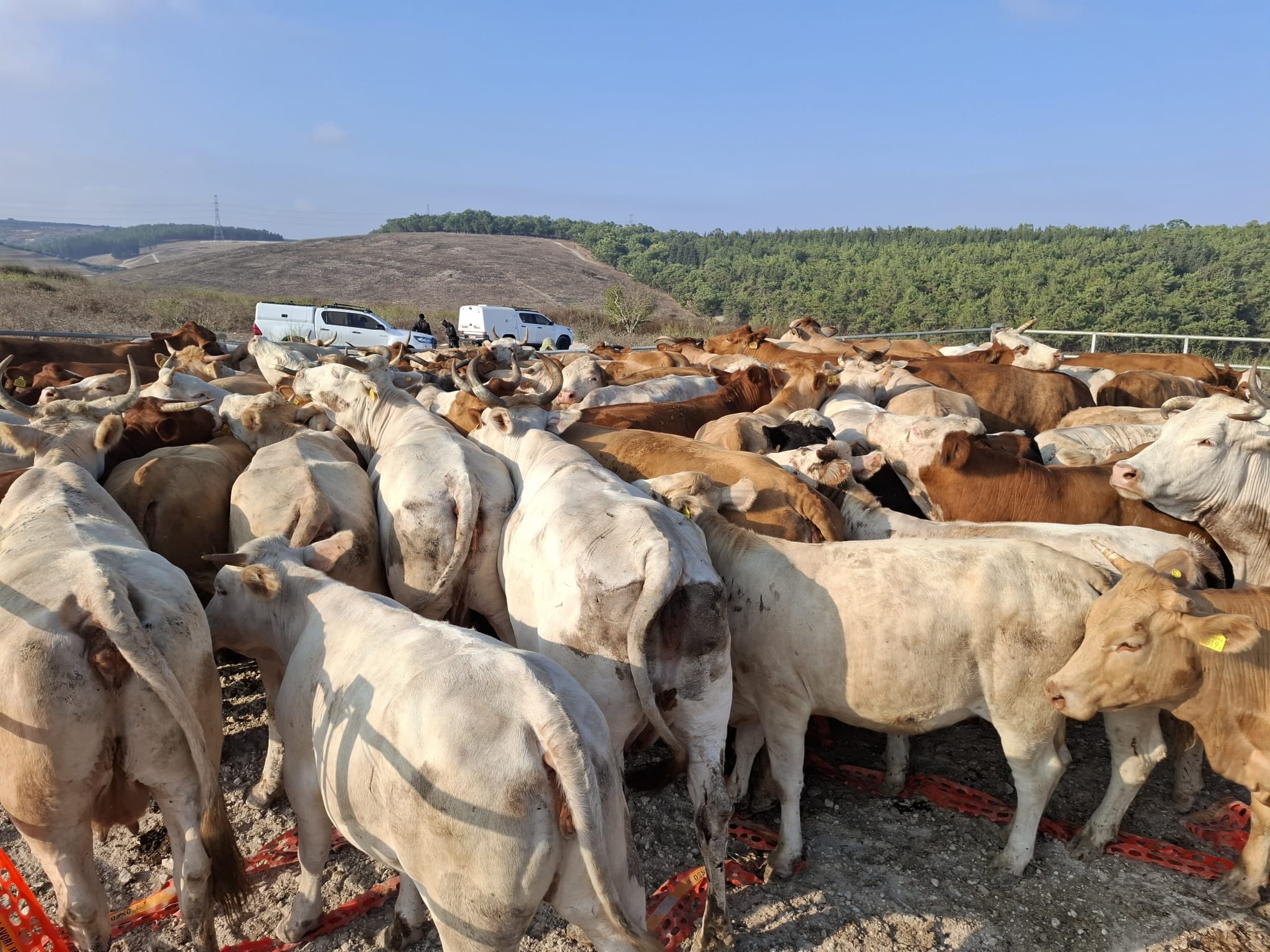 Israeli Police Seize 80 Head of Cattle from IDF Training Zone