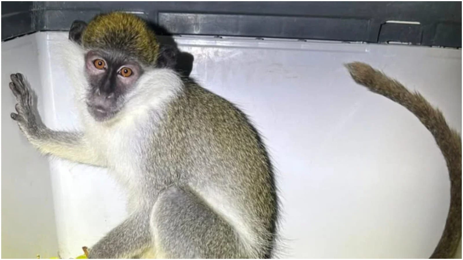 Endangered Monkey Rescued from Illegal Captivity in Jericho Home